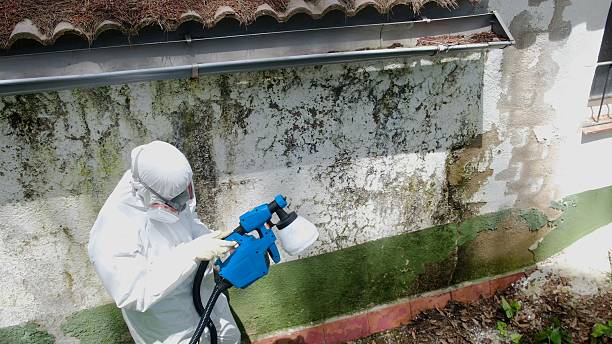 Trusted Black Mold Removal service in Glen Mills, PA - Cheap Mold Removal